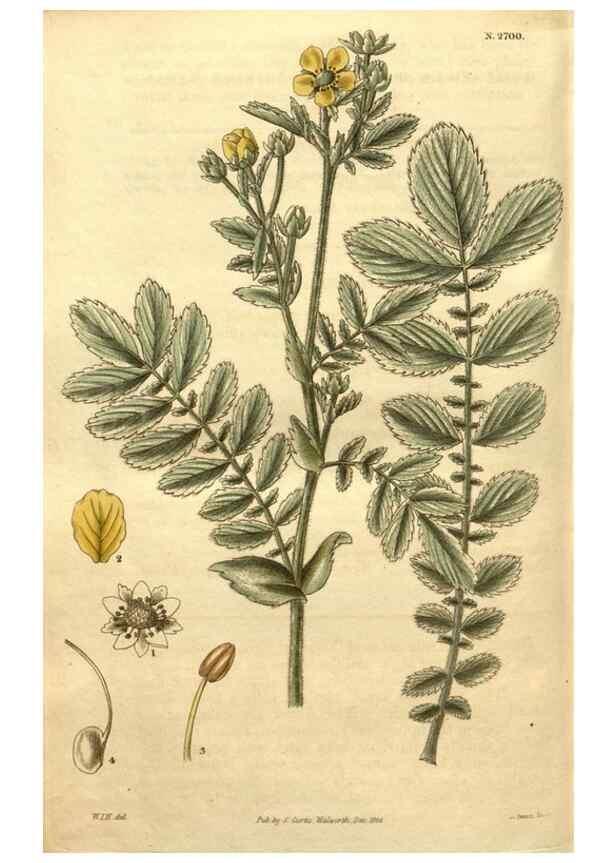 Reproducción/Reproduction 35207996366: Curtis's botanical magazine.. London ; New York [etc.] :Academic Press [etc.]