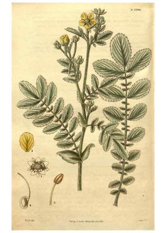 Reproducción/Reproduction 35207996366: Curtis's botanical magazine.. London ; New York [etc.] :Academic Press [etc.]