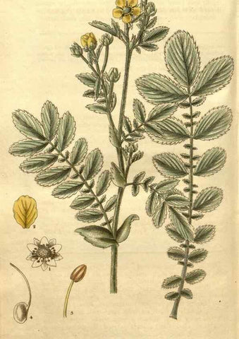Reproducción/Reproduction 35207996366: Curtis's botanical magazine.. London ; New York [etc.] :Academic Press [etc.]