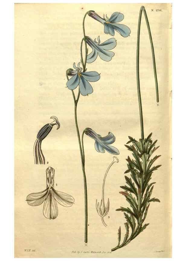 Reproducción/Reproduction 35207999026: Curtis's botanical magazine.. London ; New York [etc.] :Academic Press [etc.]