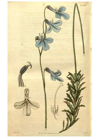 Reproducción/Reproduction 35207999026: Curtis's botanical magazine.. London ; New York [etc.] :Academic Press [etc.]
