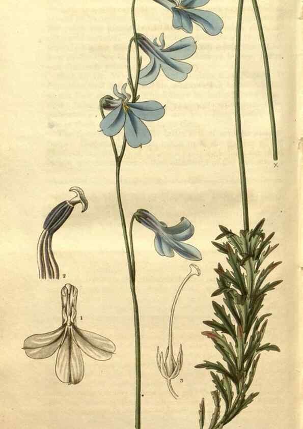 Reproducción/Reproduction 35207999026: Curtis's botanical magazine.. London ; New York [etc.] :Academic Press [etc.]