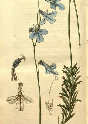 Reproducción/Reproduction 35207999026: Curtis's botanical magazine.. London ; New York [etc.] :Academic Press [etc.]