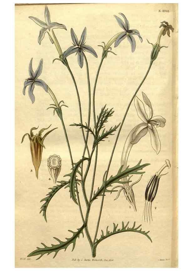 Reproducción/Reproduction 35208001726: Curtis's botanical magazine.. London ; New York [etc.] :Academic Press [etc.]