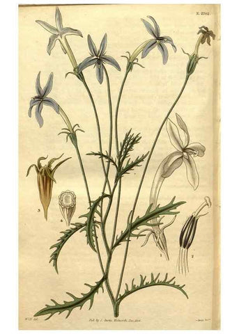 Reproducción/Reproduction 35208001726: Curtis's botanical magazine.. London ; New York [etc.] :Academic Press [etc.]