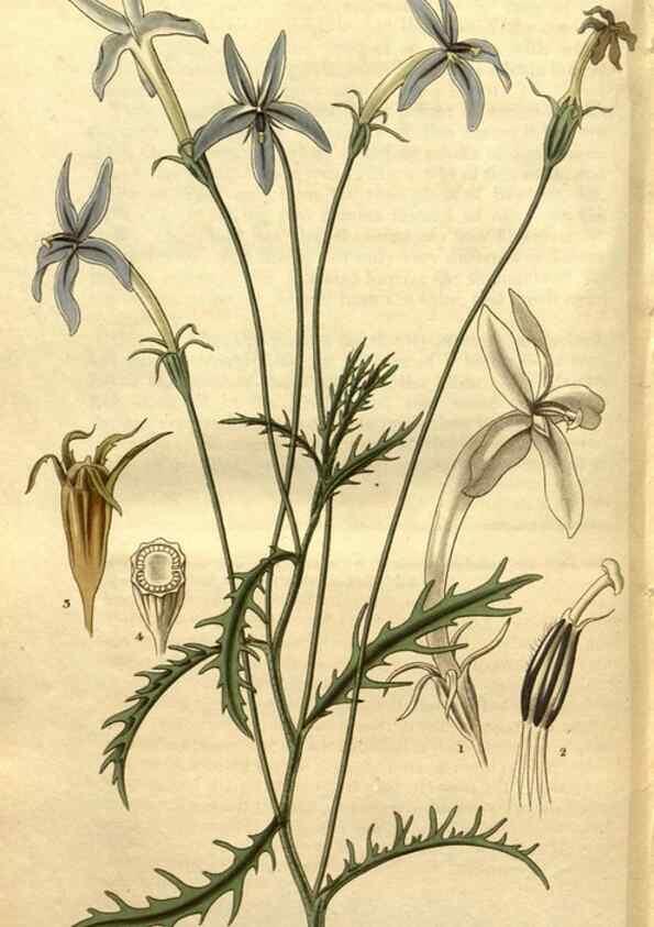 Reproducción/Reproduction 35208001726: Curtis's botanical magazine.. London ; New York [etc.] :Academic Press [etc.]