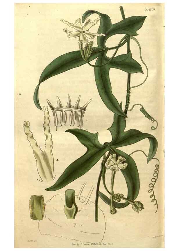 Reproducción/Reproduction 35208003916: Curtis's botanical magazine.. London ; New York [etc.] :Academic Press [etc.]
