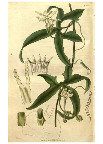Reproducción/Reproduction 35208003916: Curtis's botanical magazine.. London ; New York [etc.] :Academic Press [etc.]