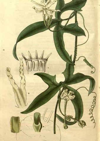 Reproducción/Reproduction 35208003916: Curtis's botanical magazine.. London ; New York [etc.] :Academic Press [etc.]