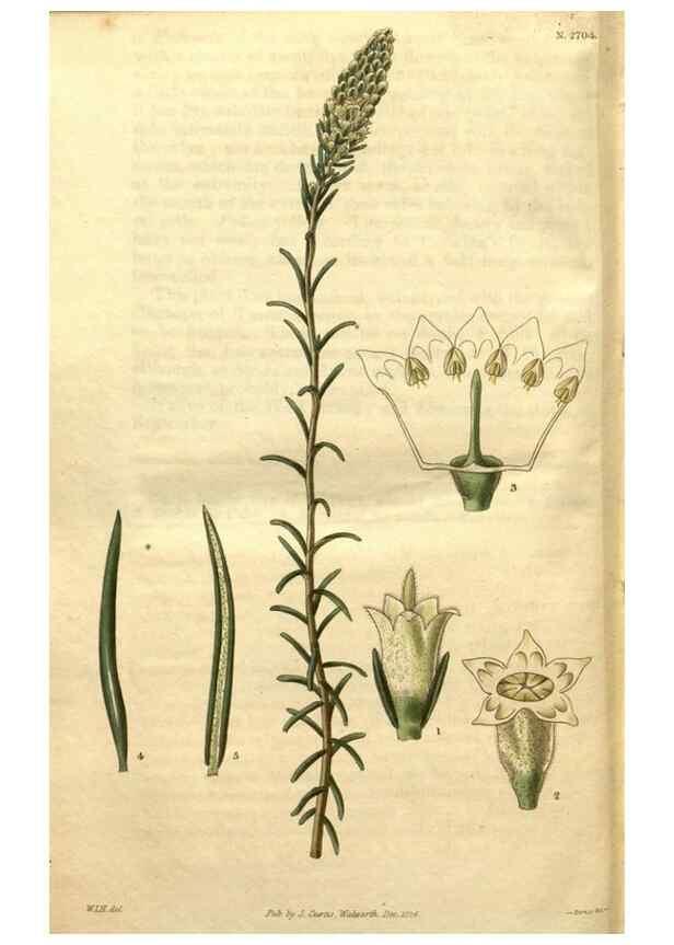 Reproducción/Reproduction 35208006386: Curtis's botanical magazine.. London ; New York [etc.] :Academic Press [etc.]