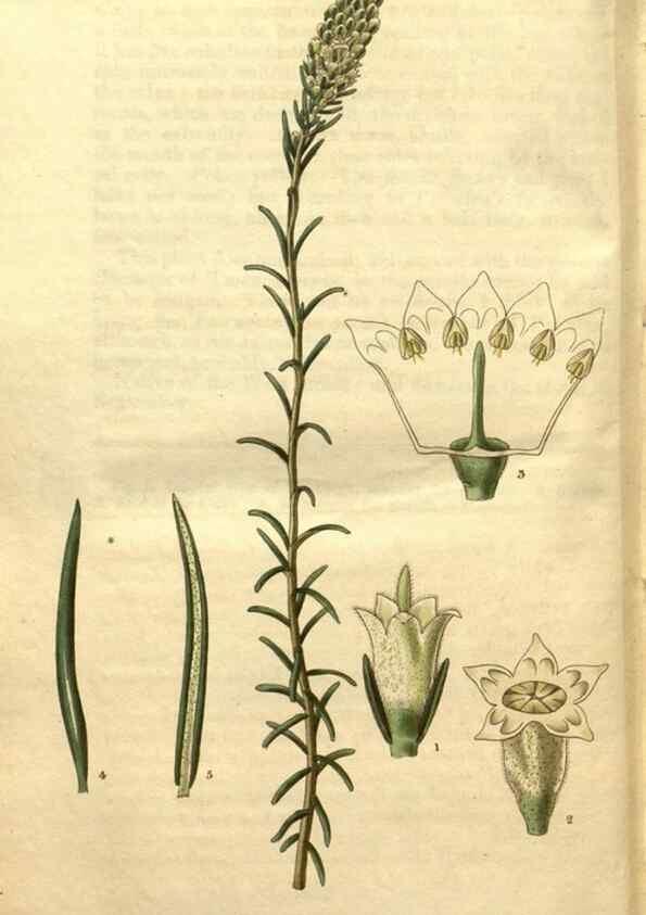 Reproducción/Reproduction 35208006386: Curtis's botanical magazine.. London ; New York [etc.] :Academic Press [etc.]