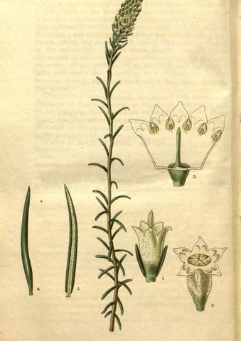 Reproducción/Reproduction 35208006386: Curtis's botanical magazine.. London ; New York [etc.] :Academic Press [etc.]