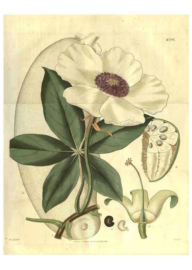 Reproducción/Reproduction 35082766372: Curtis's botanical magazine.. London ; New York [etc.] :Academic Press [etc.]