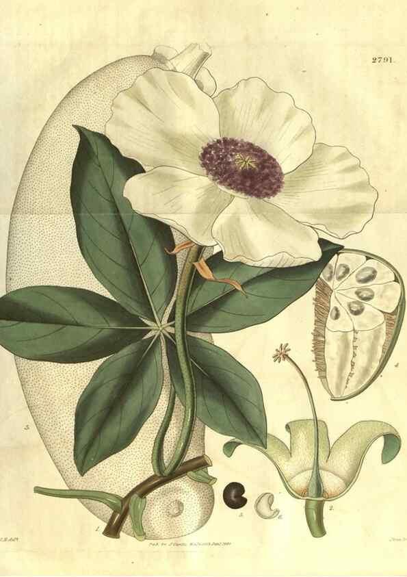 Reproducción/Reproduction 35082766372: Curtis's botanical magazine.. London ; New York [etc.] :Academic Press [etc.]