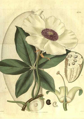 Reproducción/Reproduction 35082766372: Curtis's botanical magazine.. London ; New York [etc.] :Academic Press [etc.]