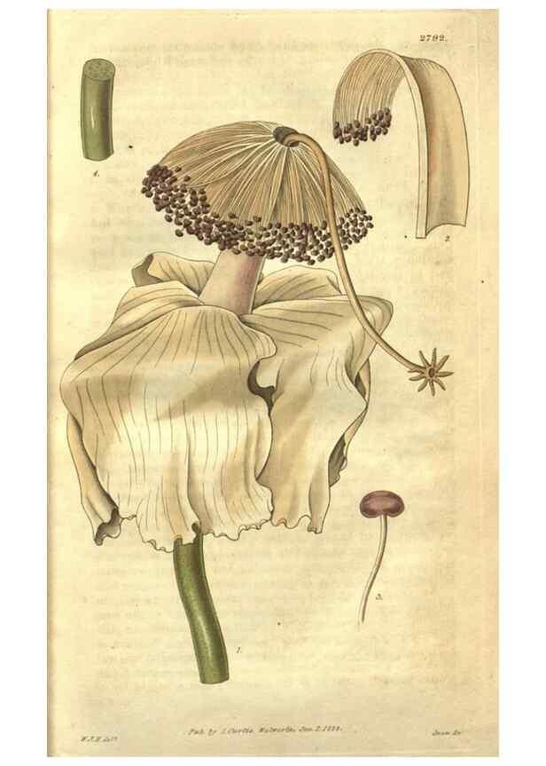 Reproducción/Reproduction 34439118133: Curtis's botanical magazine.. London ; New York [etc.] :Academic Press [etc.]