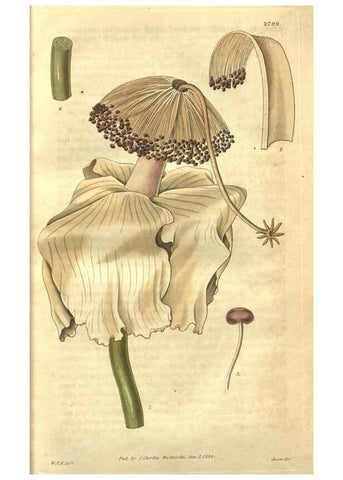 Reproducción/Reproduction 34439118133: Curtis's botanical magazine.. London ; New York [etc.] :Academic Press [etc.]