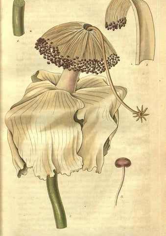 Reproducción/Reproduction 34439118133: Curtis's botanical magazine.. London ; New York [etc.] :Academic Press [etc.]