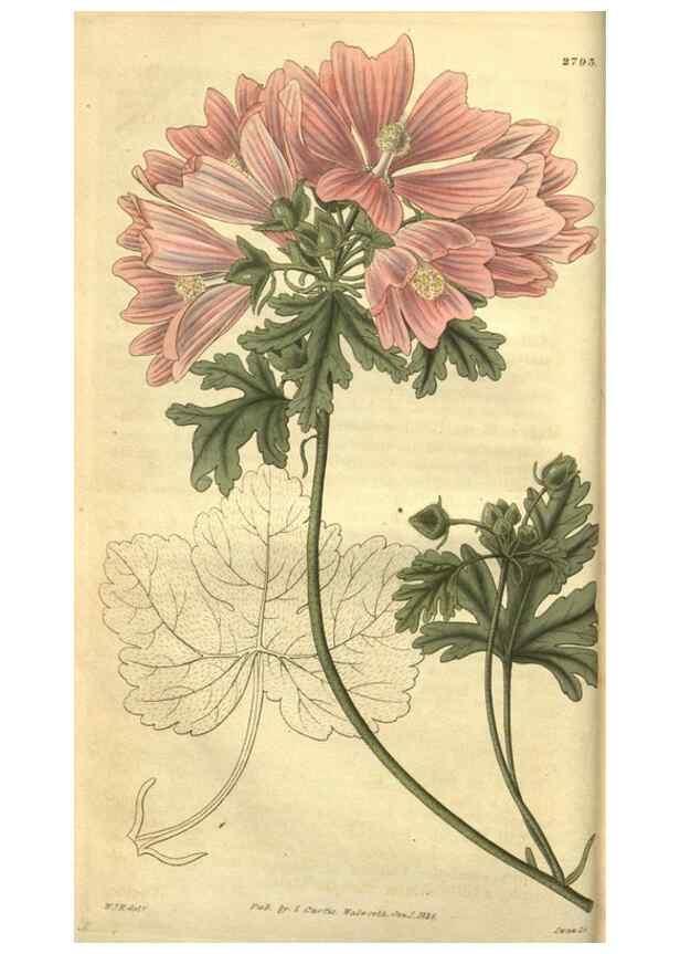 Reproducción/Reproduction 34439120813: Curtis's botanical magazine.. London ; New York [etc.] :Academic Press [etc.]