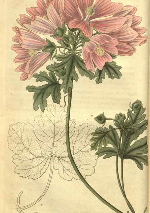 Reproducción/Reproduction 34439120813: Curtis's botanical magazine.. London ; New York [etc.] :Academic Press [etc.]