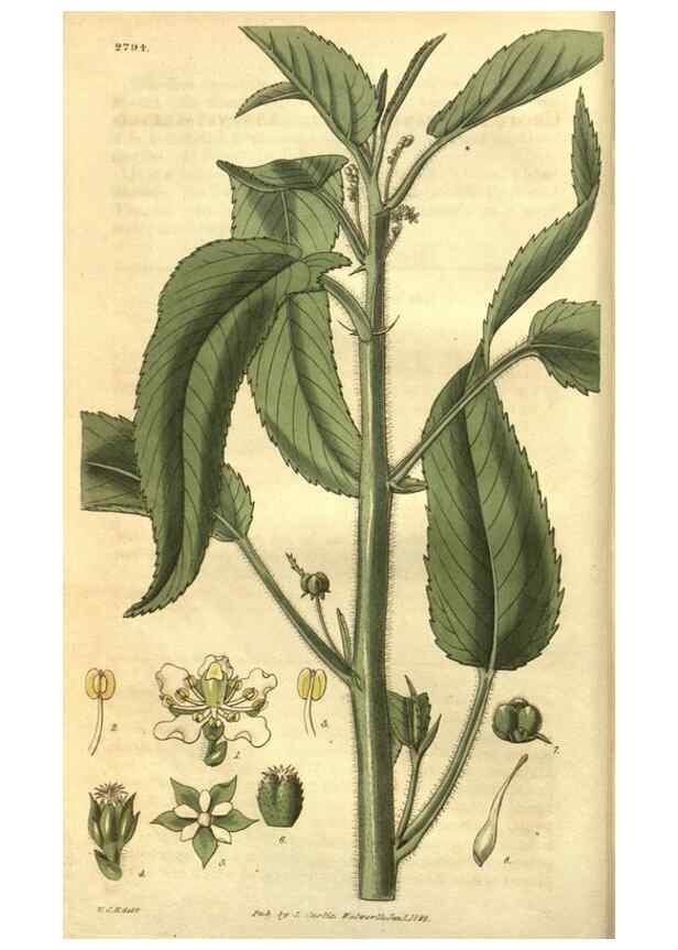 Reproducción/Reproduction 35082769232: Curtis's botanical magazine.. London ; New York [etc.] :Academic Press [etc.]