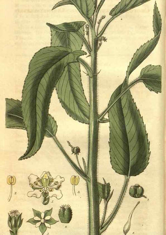 Reproducción/Reproduction 35082769232: Curtis's botanical magazine.. London ; New York [etc.] :Academic Press [etc.]