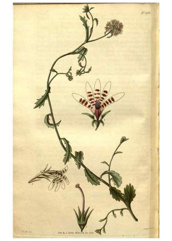 Reproducción/Reproduction 34860955530: Curtis's botanical magazine.. London ; New York [etc.] :Academic Press [etc.]