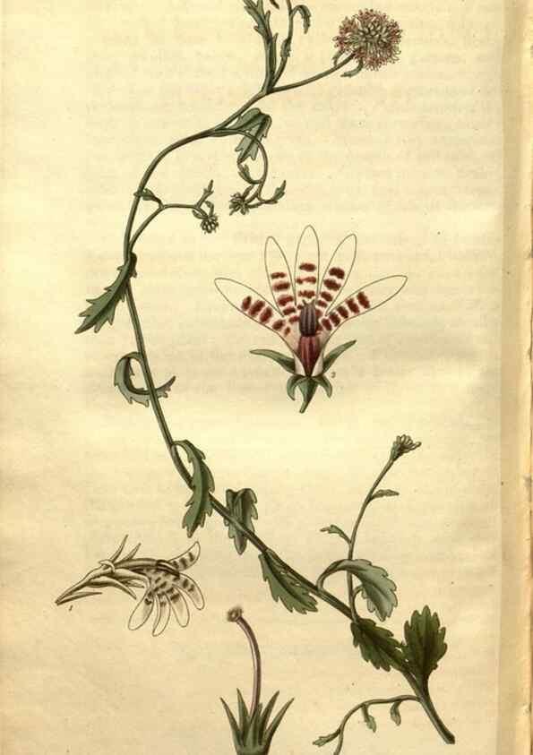 Reproducción/Reproduction 34860955530: Curtis's botanical magazine.. London ; New York [etc.] :Academic Press [etc.]