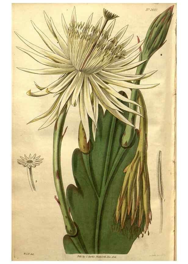 Reproducción/Reproduction 34404015814: Curtis's botanical magazine.. London ; New York [etc.] :Academic Press [etc.]