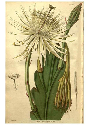 Reproducción/Reproduction 34404015814: Curtis's botanical magazine.. London ; New York [etc.] :Academic Press [etc.]