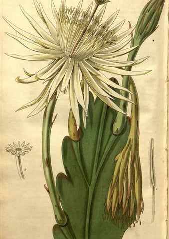 Reproducción/Reproduction 34404015814: Curtis's botanical magazine.. London ; New York [etc.] :Academic Press [etc.]