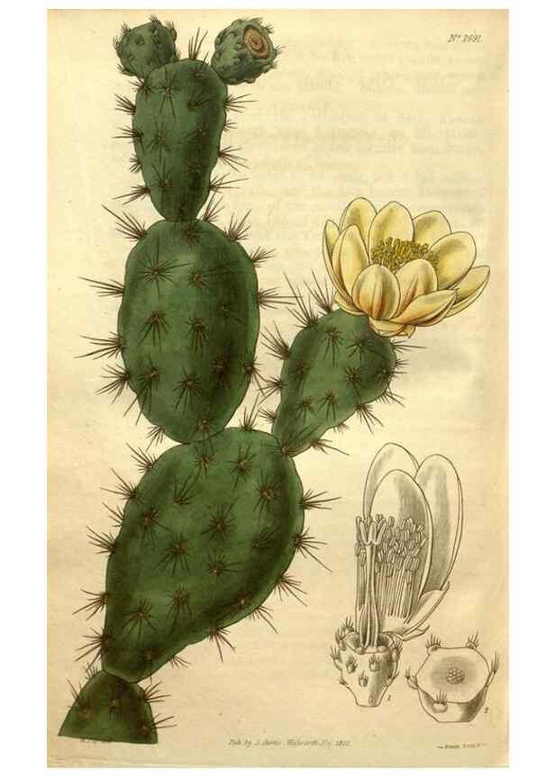 Reproducción/Reproduction 34404014054: Curtis's botanical magazine.. London ; New York [etc.] :Academic Press [etc.]