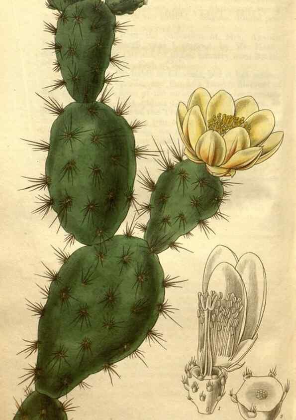 Reproducción/Reproduction 34404014054: Curtis's botanical magazine.. London ; New York [etc.] :Academic Press [etc.]