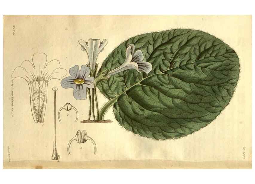Reproducción/Reproduction 34404012294: Curtis's botanical magazine.. London ; New York [etc.] :Academic Press [etc.]