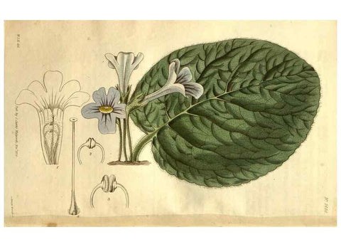 Reproducción/Reproduction 34404012294: Curtis's botanical magazine.. London ; New York [etc.] :Academic Press [etc.]