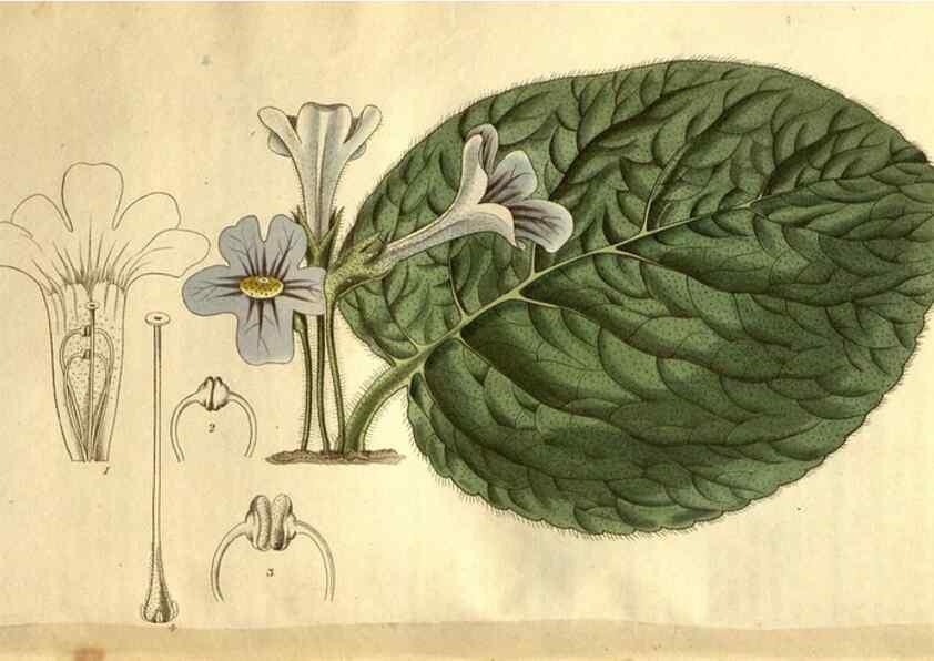 Reproducción/Reproduction 34404012294: Curtis's botanical magazine.. London ; New York [etc.] :Academic Press [etc.]