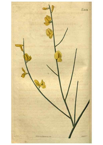 Reproducción/Reproduction 34438926103: Curtis's botanical magazine.. London ; New York [etc.] :Academic Press [etc.]