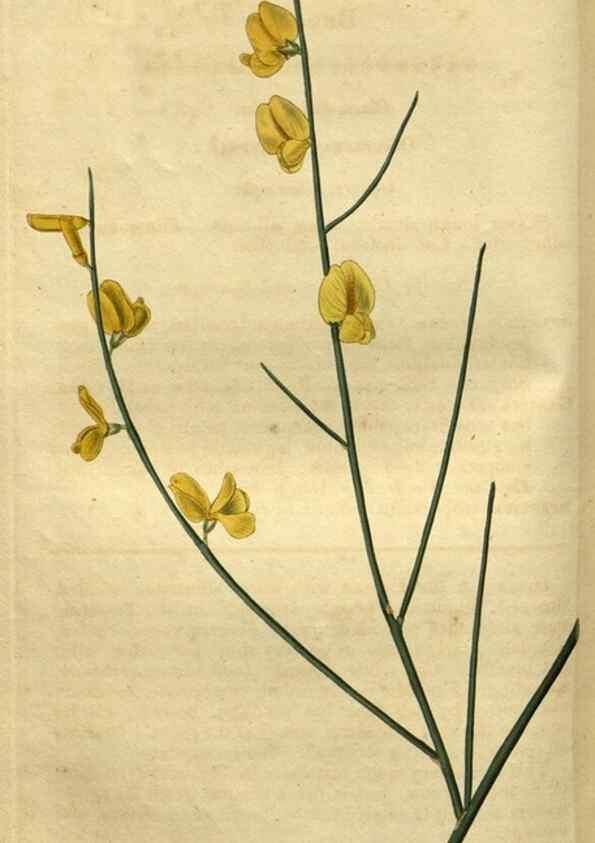 Reproducción/Reproduction 34438926103: Curtis's botanical magazine.. London ; New York [etc.] :Academic Press [etc.]