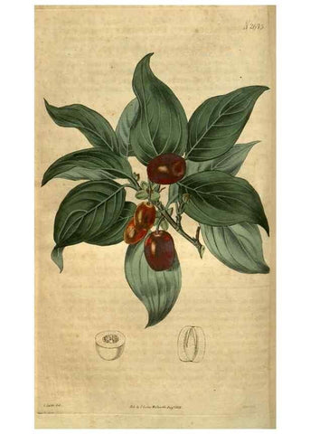 Reproducción/Reproduction 34438927833: Curtis's botanical magazine.. London ; New York [etc.] :Academic Press [etc.]