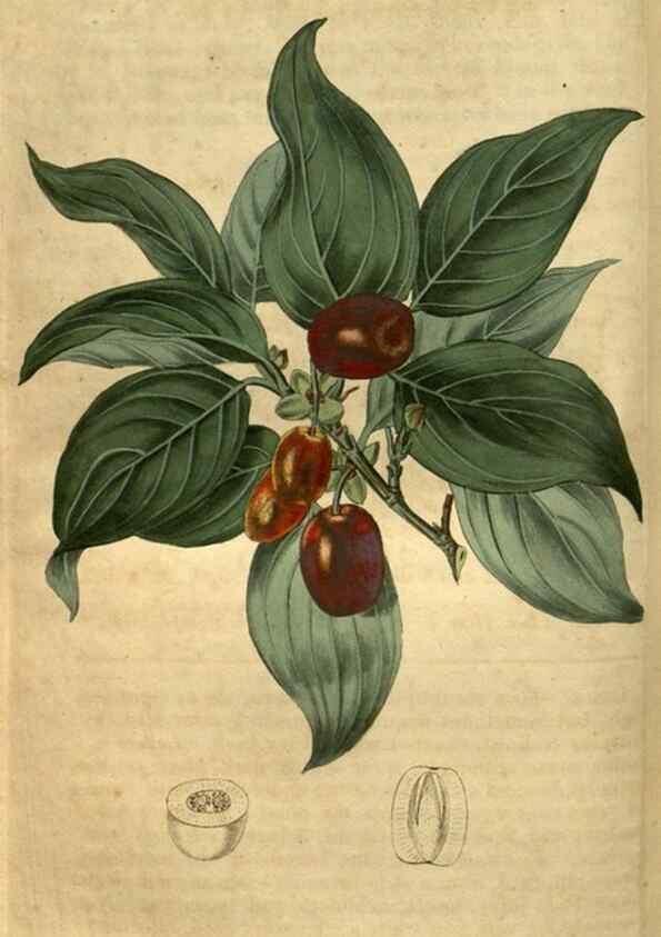 Reproducción/Reproduction 34438927833: Curtis's botanical magazine.. London ; New York [etc.] :Academic Press [etc.]