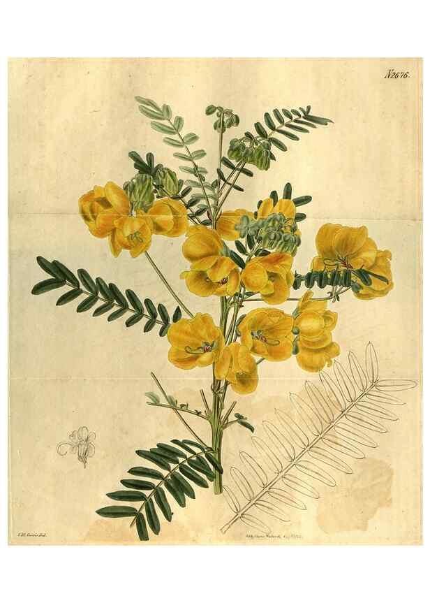 Reproducción/Reproduction 34438929013: Curtis's botanical magazine.. London ; New York [etc.] :Academic Press [etc.]