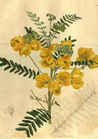Reproducción/Reproduction 34438929013: Curtis's botanical magazine.. London ; New York [etc.] :Academic Press [etc.]