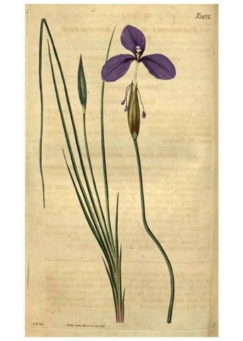 Reproducción/Reproduction 34438930273: Curtis's botanical magazine.. London ; New York [etc.] :Academic Press [etc.]