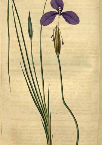 Reproducción/Reproduction 34438930273: Curtis's botanical magazine.. London ; New York [etc.] :Academic Press [etc.]