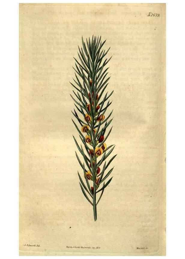Reproducción/Reproduction 34438934683: Curtis's botanical magazine.. London ; New York [etc.] :Academic Press [etc.]