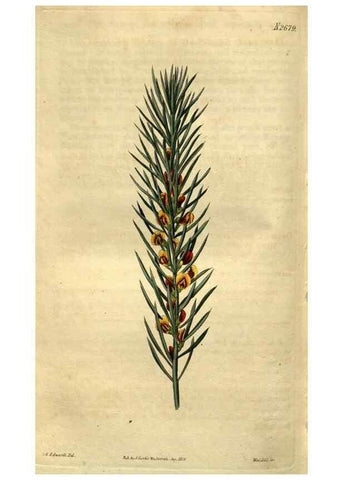 Reproducción/Reproduction 34438934683: Curtis's botanical magazine.. London ; New York [etc.] :Academic Press [etc.]