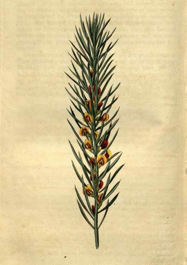 Reproducción/Reproduction 34438934683: Curtis's botanical magazine.. London ; New York [etc.] :Academic Press [etc.]