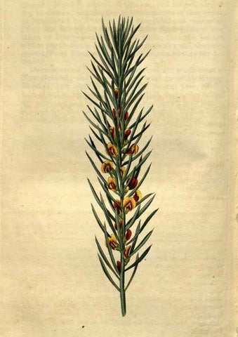 Reproducción/Reproduction 34438934683: Curtis's botanical magazine.. London ; New York [etc.] :Academic Press [etc.]
