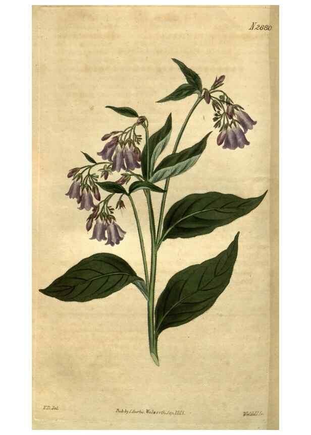 Reproducción/Reproduction 34438936903: Curtis's botanical magazine.. London ; New York [etc.] :Academic Press [etc.]