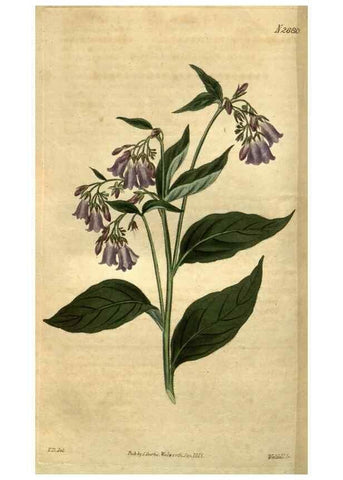 Reproducción/Reproduction 34438936903: Curtis's botanical magazine.. London ; New York [etc.] :Academic Press [etc.]